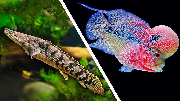 freshwater aquarium fish for sale